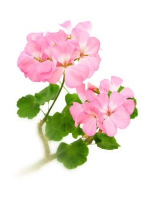 Geranium Oil (น้ำมันเจอเรเนียม)