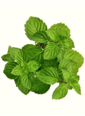 Spearmint Oil (น้ำมันสเปียร์มินท์)