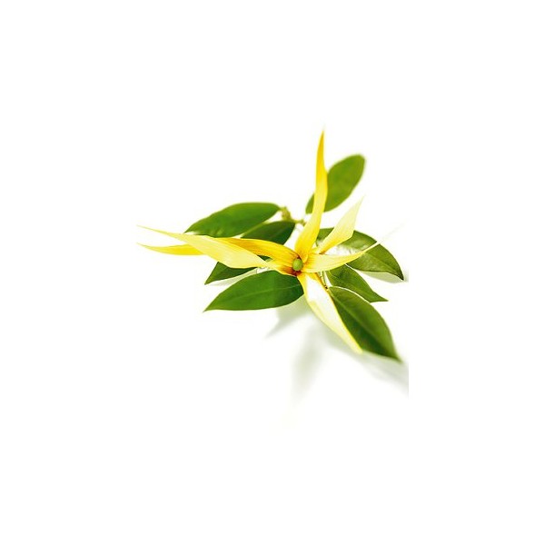 Ylang Oil (น้ำมันกระดังงา)