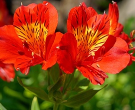 Alstroemerias kəsilmiş