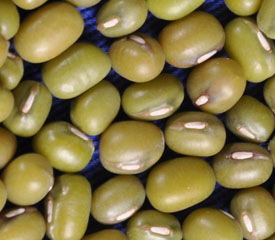  Green mung beans