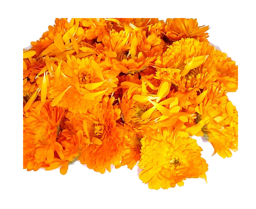 Calendula