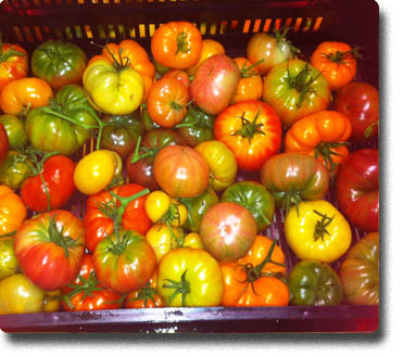 Tomates Frescos