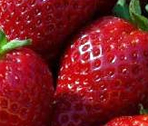 Fragole