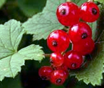 Red Currants