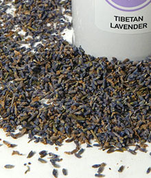 Tibetan Lavender - Organic