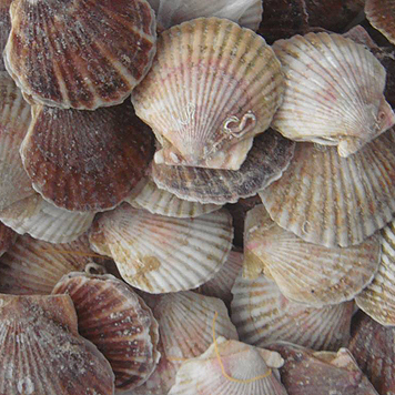 Scallops, დამუშავებული