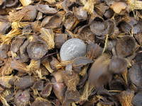 Nueces y Almendras