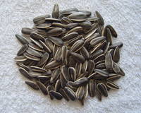Sunflower Seed Kernel