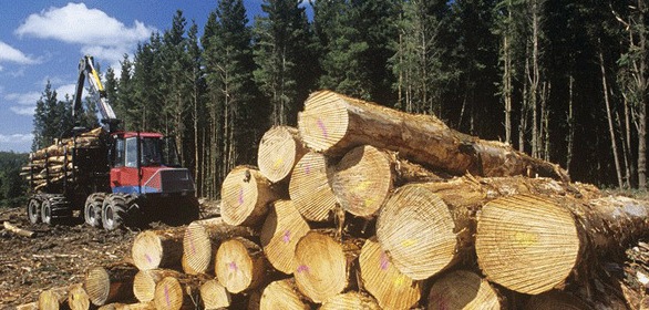 Shërbimet Logging