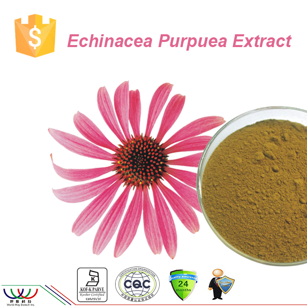 improving immunity chicoric acid Echinacea purpurea extract