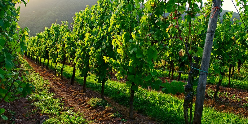 Wines, wazalishaji