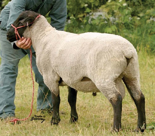 Kambing biri-biri