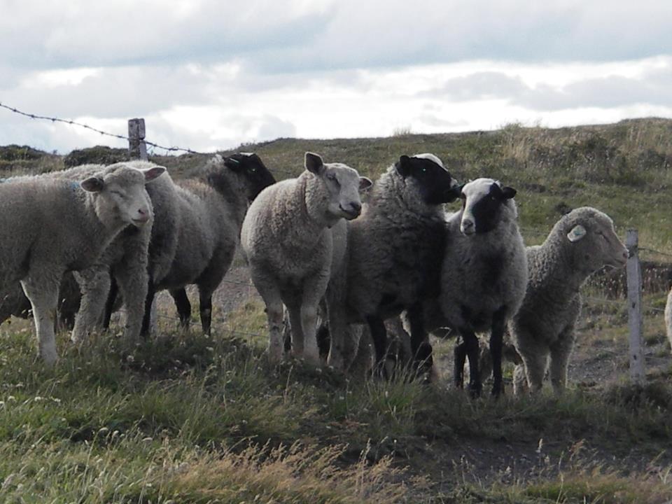 Fokken schapen