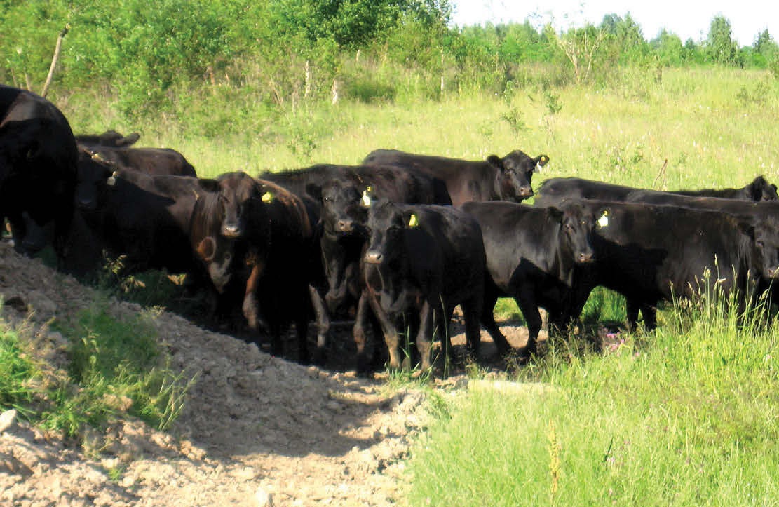 Raising of other cattle and buffaloes