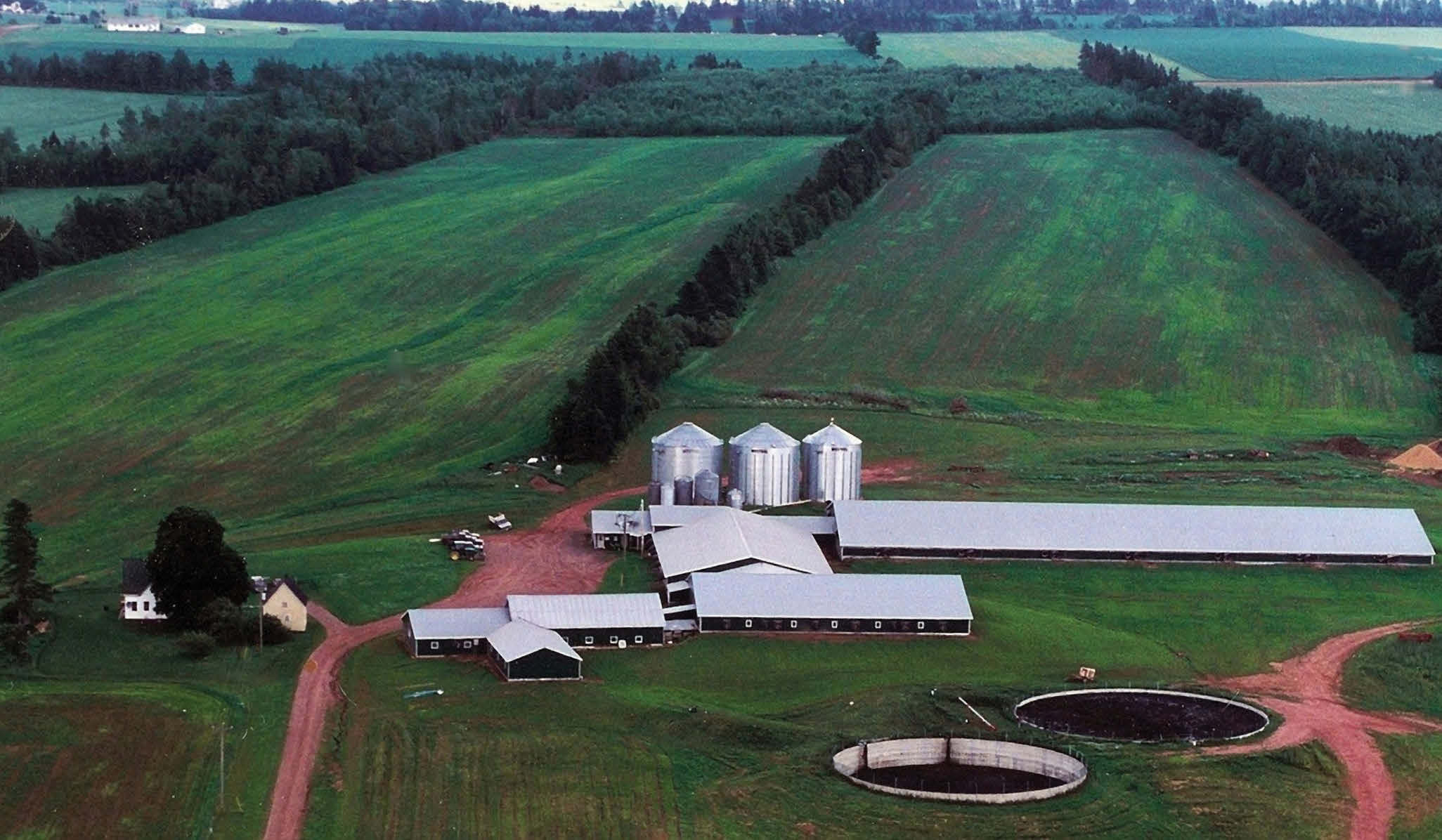 Chów i hodowla świń