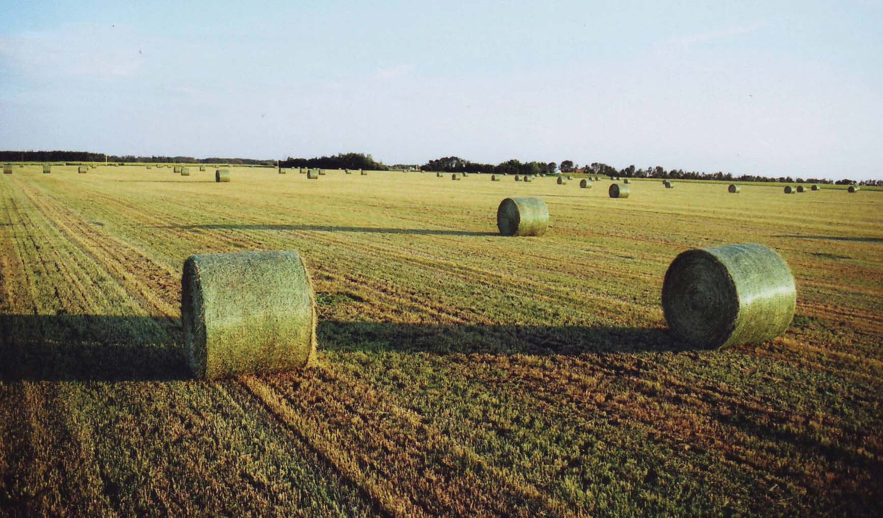 Hay bale feeders, cattle feeding