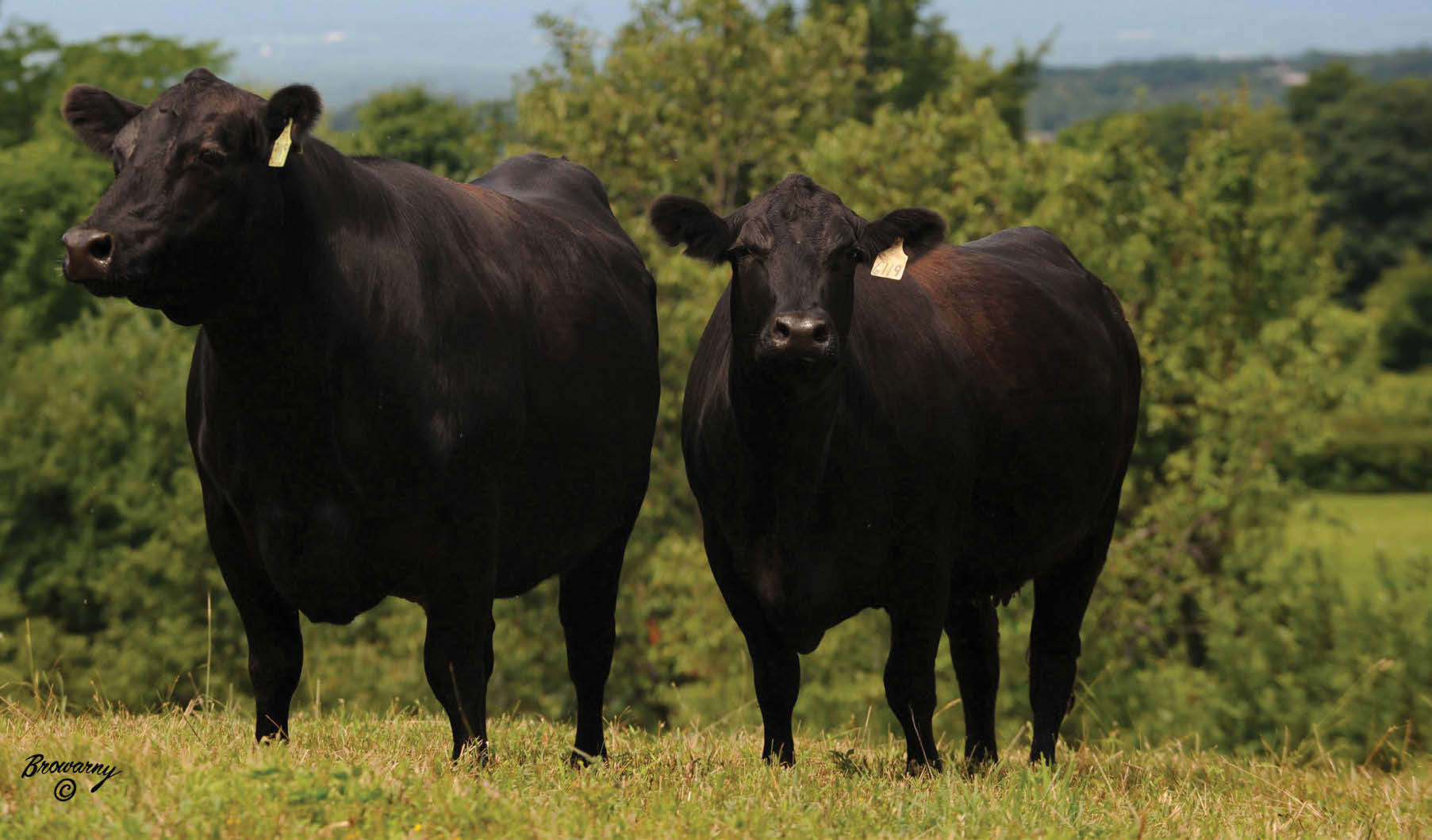 Cattle fokken van