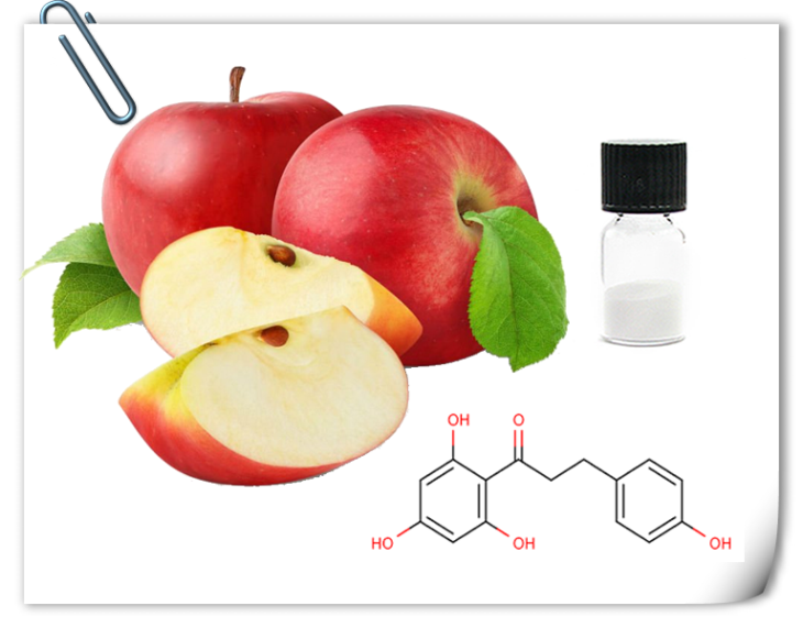 Pharmaceutical Ingredients- Phloretin