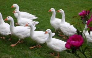 Ducks ապրում