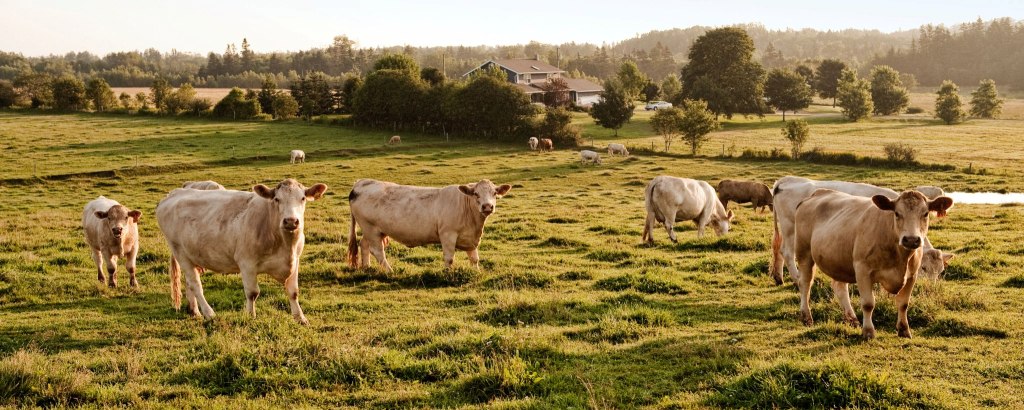 Boerdery, diens