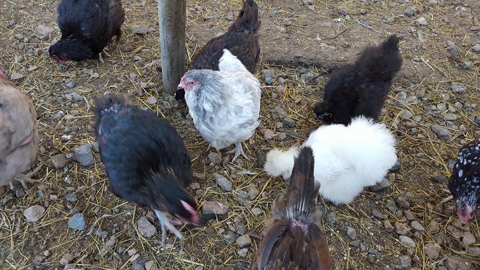 チキン（ニワトリ）、生きた