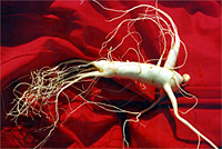 Ginseng mizizi