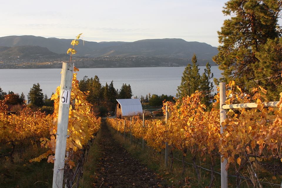 Produksjon av musserende vin