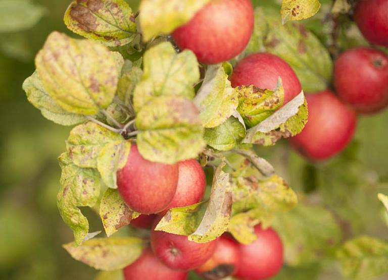 Cultivo de manzanas