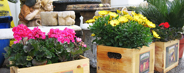 Plantas de flor para interior