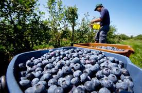 Blaubeeren, Bauernhöfe