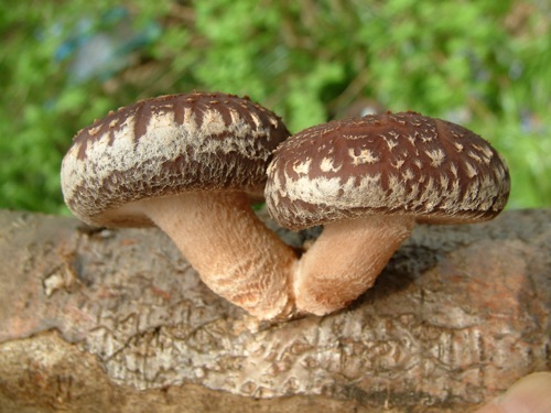 Shiitake, gobova