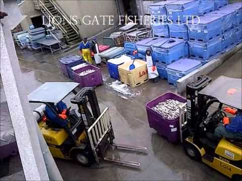 Lions Gate Fisheries – Sustainable Wholesale Seafood from Delta & Tofino