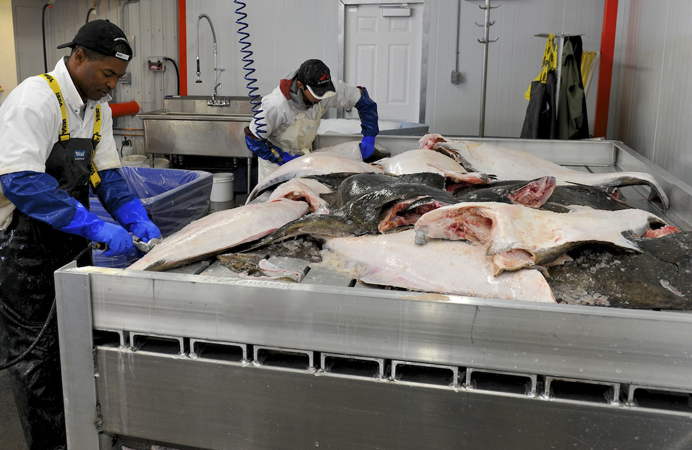 Čerstvě zmrazené ryby a produkty moře, výrobci