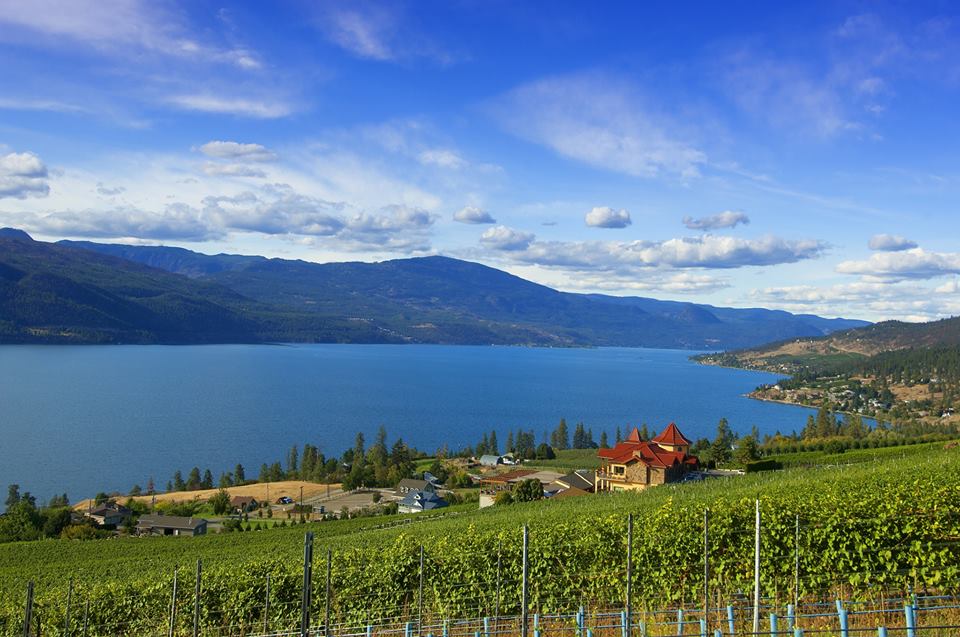 Vinery, kultivazzjoni