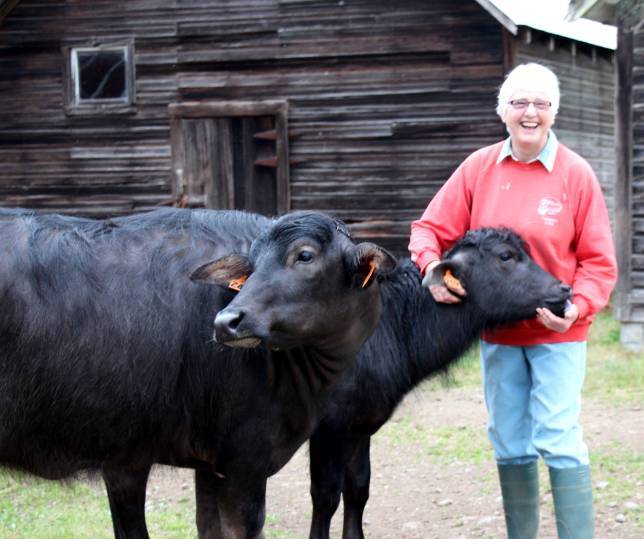 Creşterea altor bovine