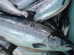 Salmon - Atlantic Farmed