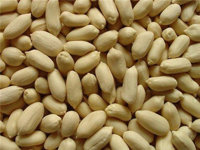 Export good quality Blanched Peanut