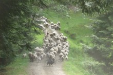 L'élevage des moutons, des fermes