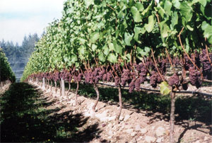 Vinery, вырошчванне