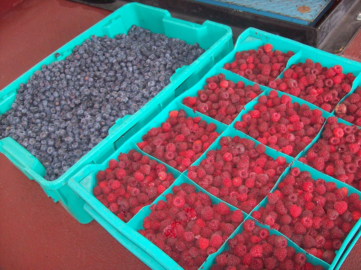 Bobičasto voće (maline, borovnice, šipka, itd.)