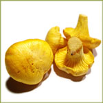 Fresh Yellow Chanterelle Mushroom