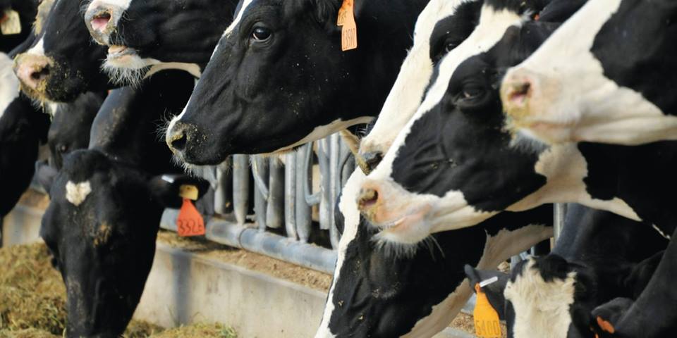 Alimentos para la cría