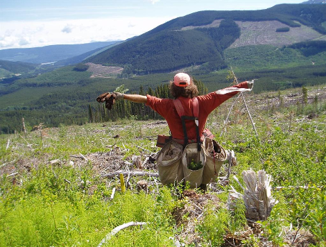 Metsade haldamine, metsakasvatus