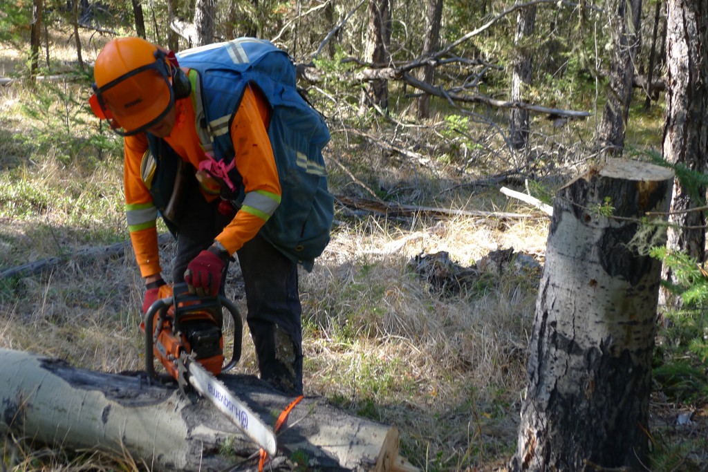 Servizi di manutenzione alberi