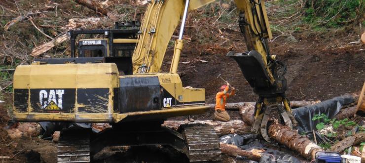 Servicios de consultoría de gestión forestal