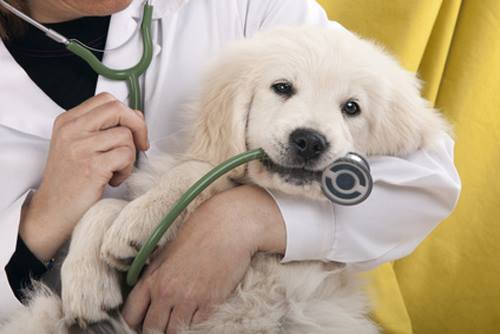 Servicios veterinarios