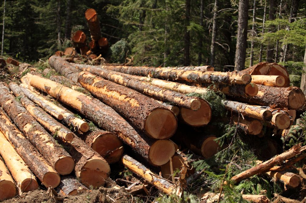 Shërbimet Logging