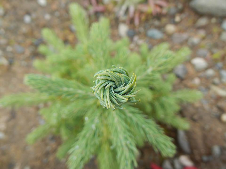 Serviços florestais