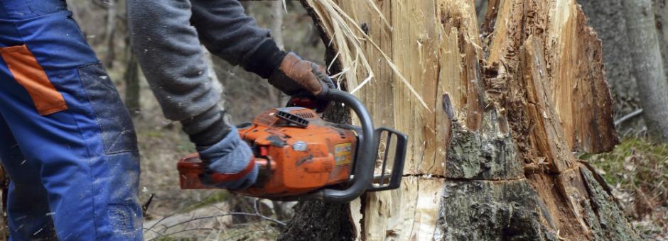 Serveis de manteniment d'arbres